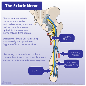 Diagram showing sciatic nerve innervating hamstring muscles