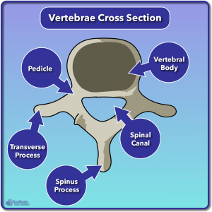 Cross section diagram of a vertebrae of the spine
